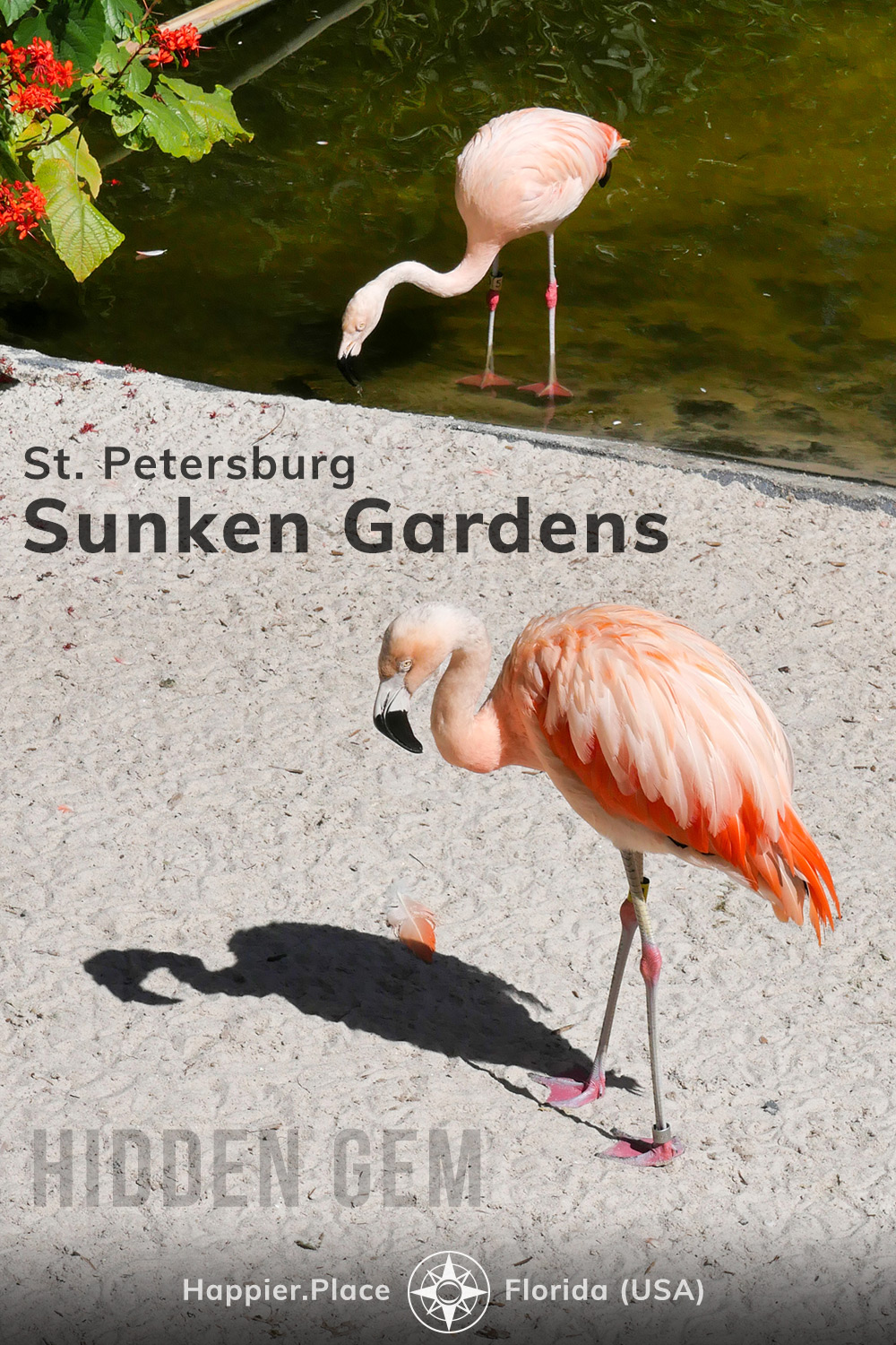 flamingos in St. Petersburg Sunken Gardens, hidden gem in Florida, HappierPlace