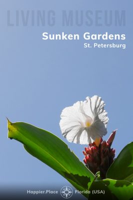 Living Museum: Sunken Gardens, St. Petersburg, Florida, Happier Place, Crepe Ginger Bloom