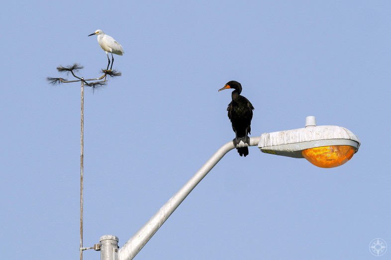 Snowy egret and double-crested cormorant on lamp post, Fort De Soto, Florida