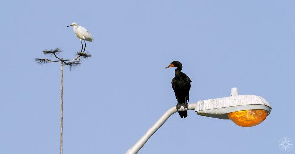 Snowy egret and double-crested cormorant on lamp post, Fort De Soto, Florida