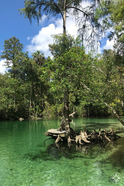 tree growing out of the river, wooden platform along the Weeki Wachee River