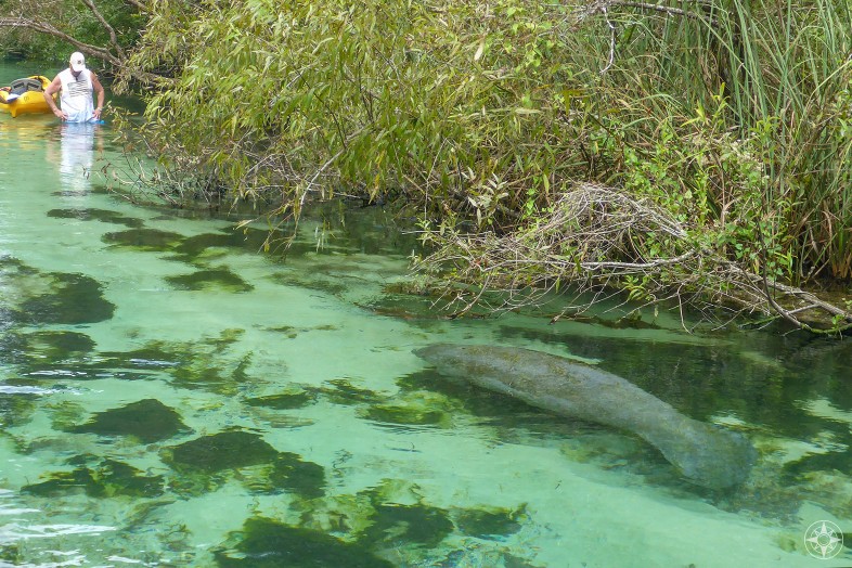 manatee in weeki wachee river seen from stand-up paddle board vantage point, not seen by kayaker standing in water