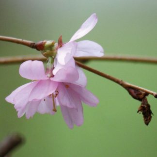 Delicate light pink blooms of almond tree blooming in Germany. pic163: almond blossom, folded greeting card, photo by Luci Westphal