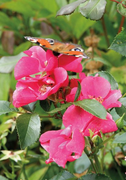 Tagpfauenauge, European peacock butterfly on pink roses in Germany, pic164: butterfly on pink roses, folded greeting card