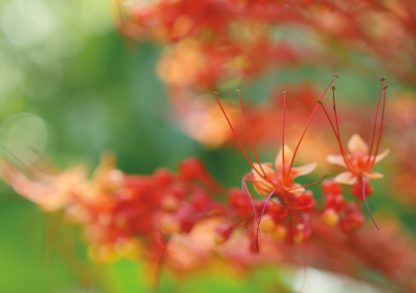 Bokehlicious macro close-up of pagoda bloom, shades of orange and red, Sunken Gardens, Florida, pic165: orange pagoda bloom close-up, folded greeting card