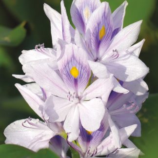 light purple, big bloom, pond, lake, water plant, pic166: water hyacinth, folded greeting card
