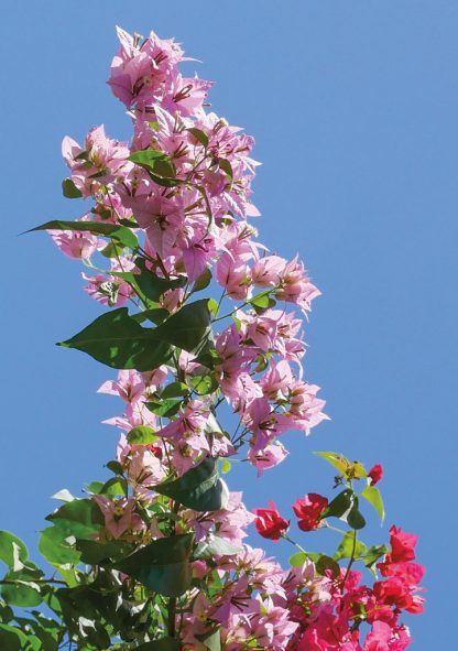 light pink bougainvillea stretching tall against blue sky, Sunken Gardens, Florida, pic167: tall bougainvillea, folded greeting card