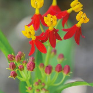 Yellow and red blooms, Sunken Gardens, St. Pete, Florida, pic168: tropical milkweed