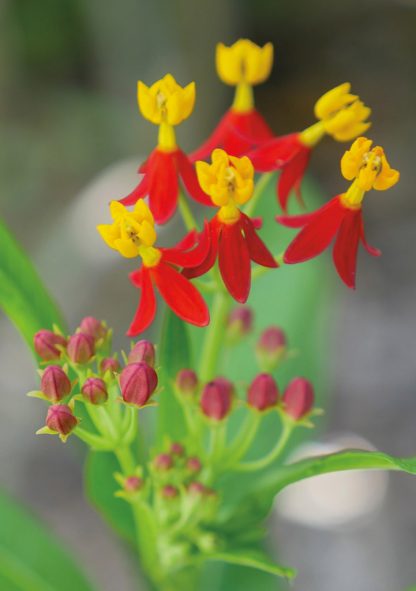 Yellow and red blooms, Sunken Gardens, St. Pete, Florida, pic168: tropical milkweed