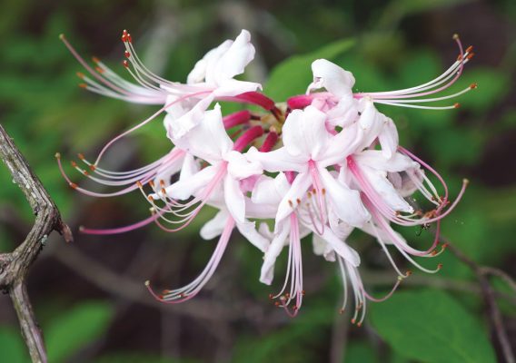 Pink and white blooms on shrub in a forest in North Carolina, pic170: pinxter azalea, folded greeting card