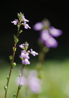 Tiny, but tall, purple backyard wildflower up close, pic171: purple toadflax, folded greeting card