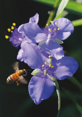 Bee in flight, purple, blue spiderwort, wildflower, pic174: bee on blue spiderwort, folded greeting card