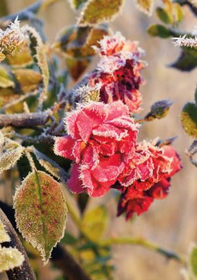 red roses covered in hoar frost, pic175: frosted roses