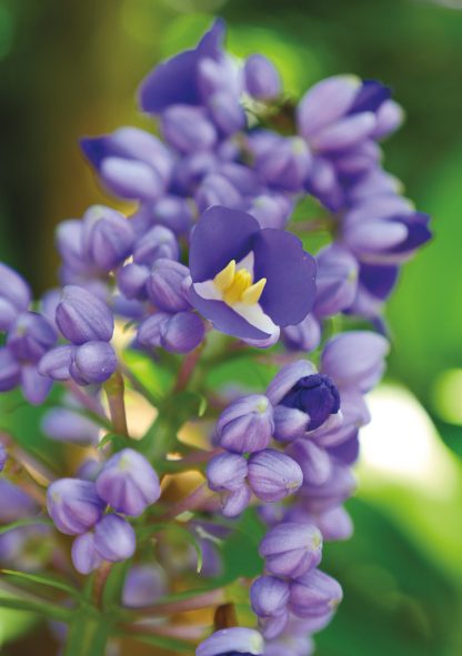 Purple blue ginger bloom opening up to reveal white and yellow, pic176: purple blue ginger, greeting card