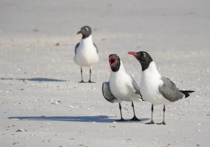 Three laughing gulls, yelling, listening, ignoring on the beach, pic177, laughing gull trio, folded greeting card, Florida, Happier Place