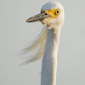 Snow Egret Close-Up, long head feathers blowing, white bird, long neck, yellow bill, pic179: snowy egret CU feathers, vertical, folded greeting card