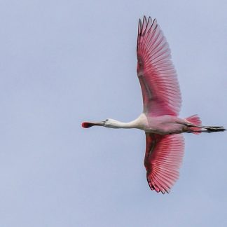 Pink Roseate Spoonbill flying overhead against blue sky, pic180, HappierPlace