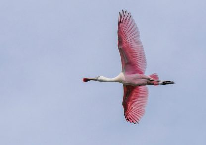 Pink Roseate Spoonbill flying overhead against blue sky, pic180, HappierPlace