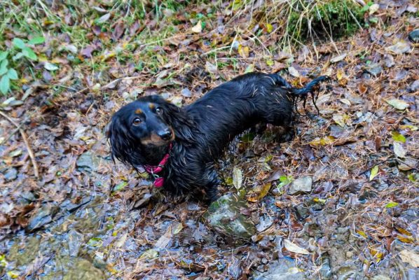 Wet Dachshund, hiking dog Trudy after jumping into water in Grampian Mountain Range, Scotland