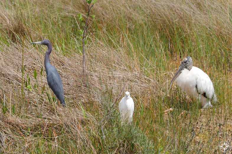 Blue Heron, Snowy Egret, Wood Stork, freshwater grass marsh, Shark Valley, Everglades, Florida