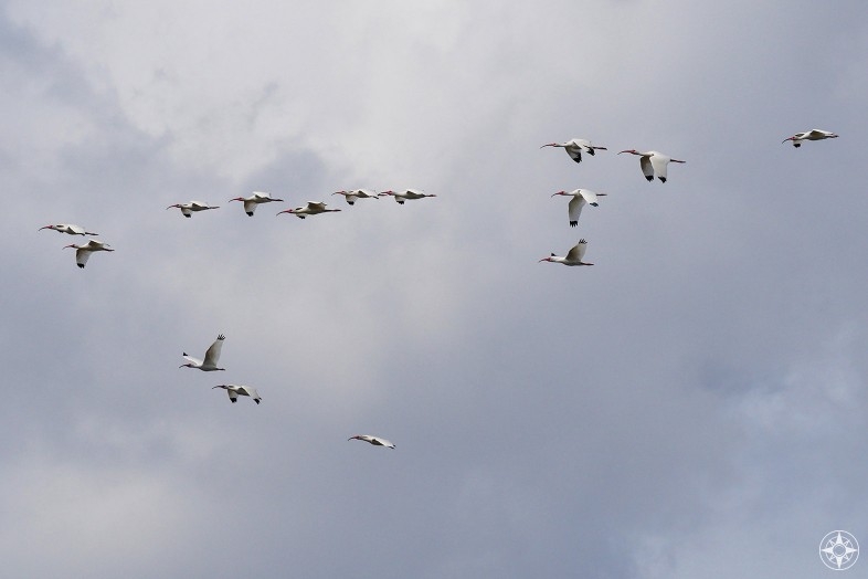 Flock of ibis flying in formation over South Florida