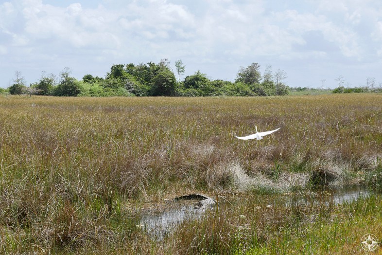Great White Egret take off, gator, freshwater marsh, Shark River Slough, hammock, tree island