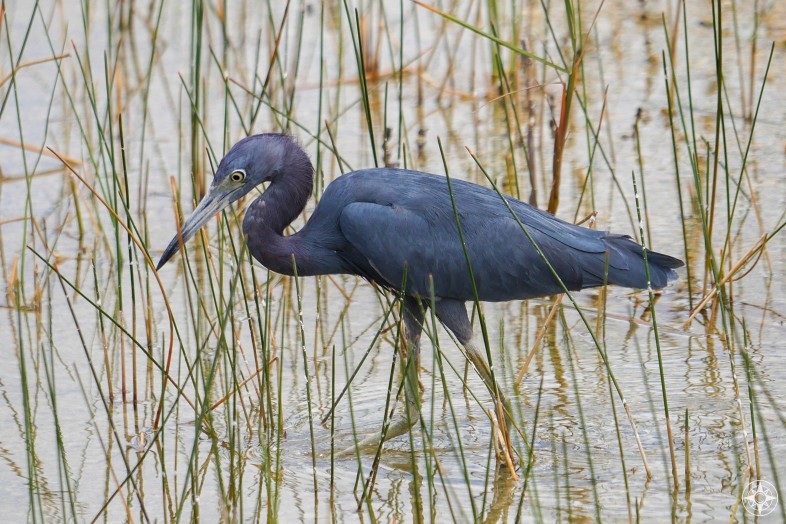 Blue Heron wading through the freshwater marsh of the Everglades National Park