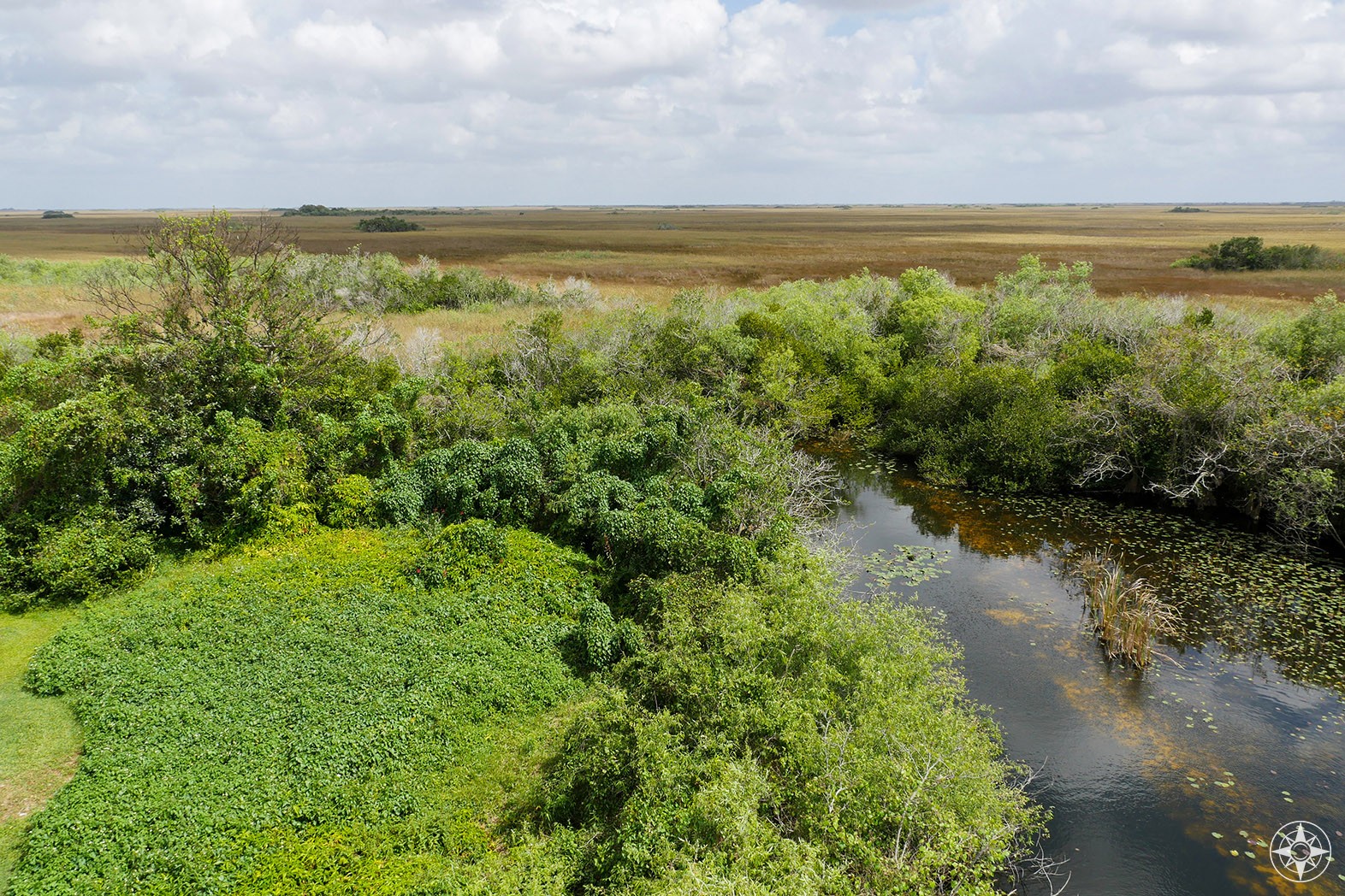 Shark Valley: Close Encounters with Wildlife in Everglades National ...