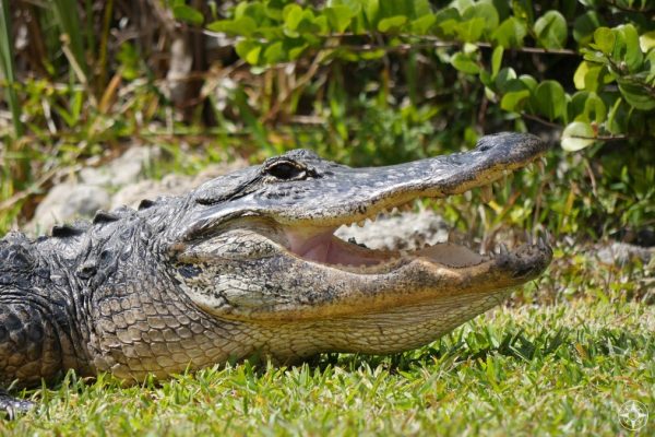 Close-up gator head with open mouth, Shark Valley, Everglades, Florida