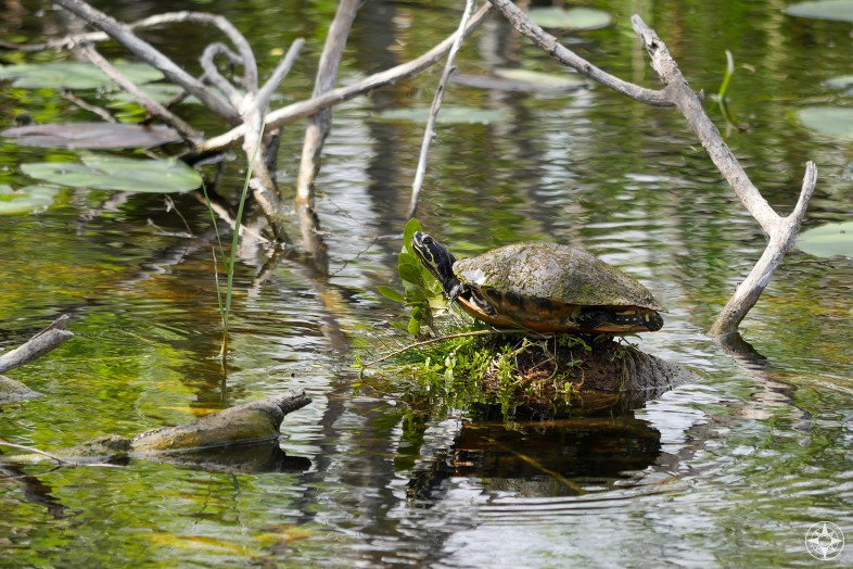 Turtle resting on log in canal
