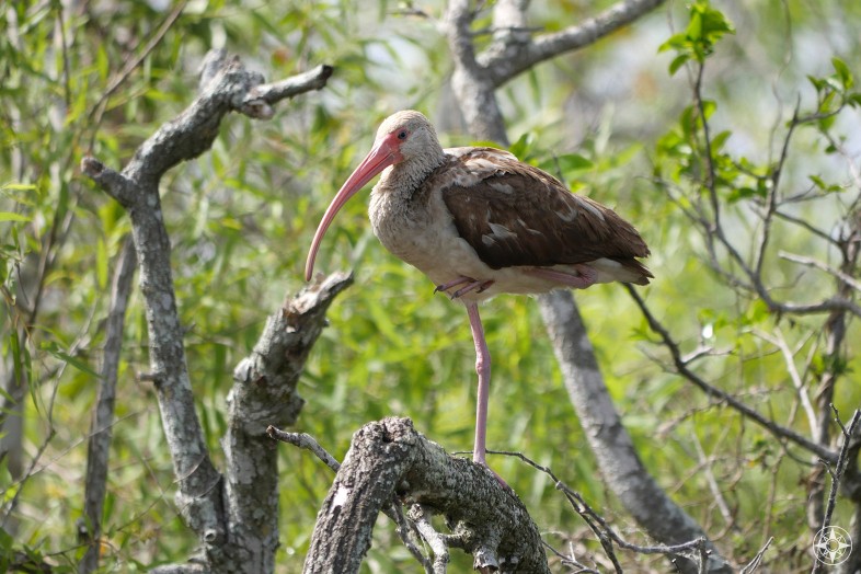 Immature white ibis has brown feathers, standing on one leg on tree, Everglades hammock