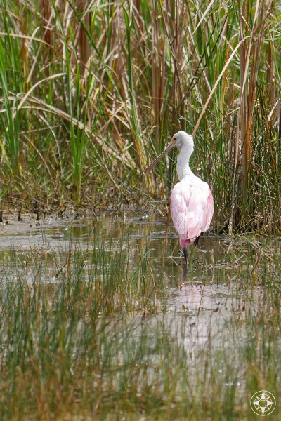 Roseate spoonbill, the pink bird seen in the Everglades
