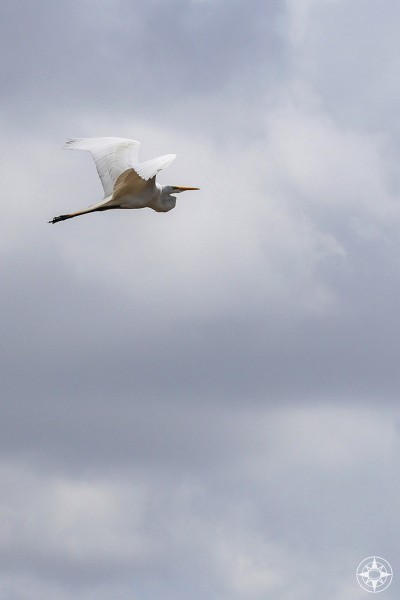 Great White American Egret flying across cloudy sky