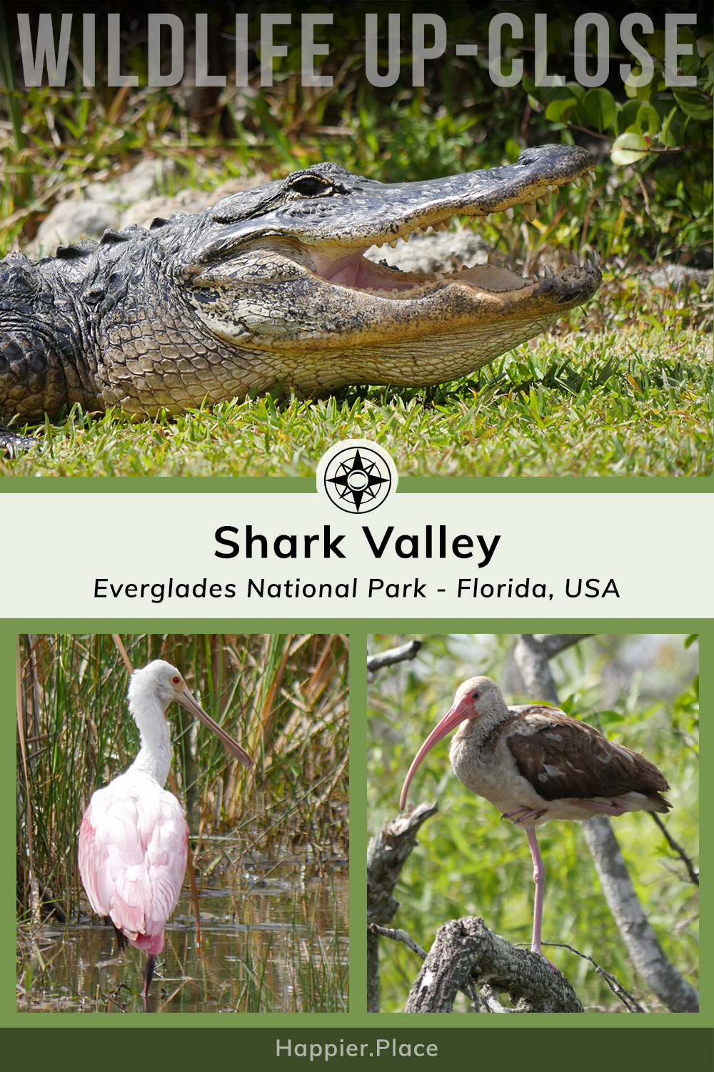 Wildlife up-close, alligator, pink roseate spoonbill, brown juvenile white ibis, Shark Valley, Everglades National Park, Florida, USA, Happier Place