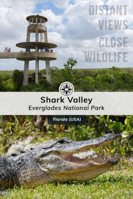 Distant views and close wildlife in Shark Valley Everglades National Park, Florida, USA, gator, observation tower, Happier Place