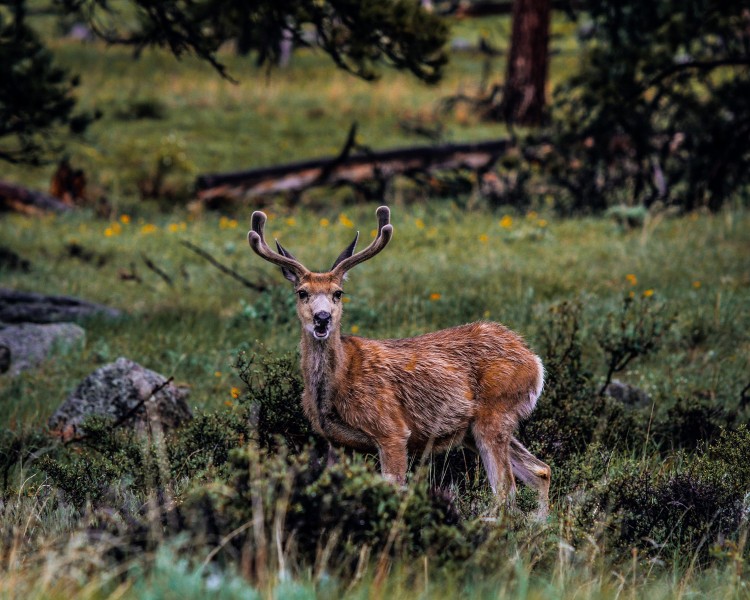Talking deer, wildlife photography tips for beginners by National Park Nomad Mike East for Happier Place