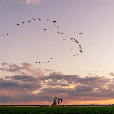 Bird formation during sunset over oil field, nature phone photography
