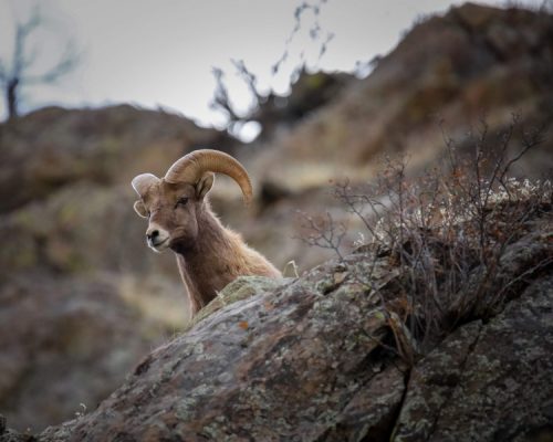 Bighorn Sheep overlooking cliff, example for shallow depth-of-field tips for beginners in wildlife photography, Happier Place
