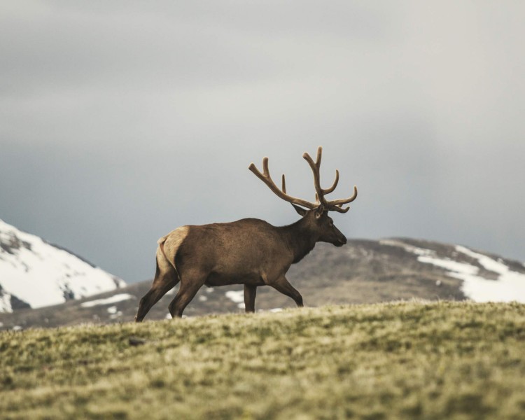 Elk Bull in the mountains