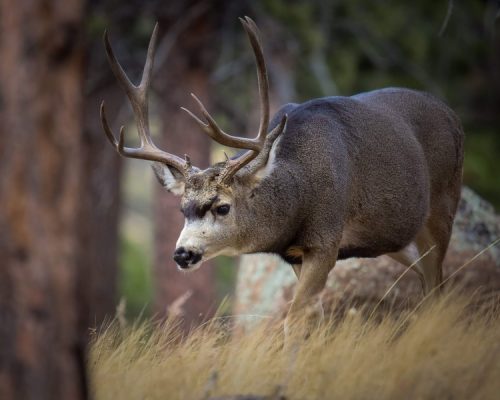Wapiti, Colorado wildlife photography in Rocky Mountain National Park