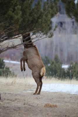 Elk on two legs hiding head in tree, photo by Mike East, getting started in wildlife photography guide, HappierPlace