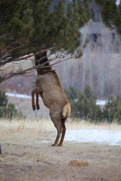 Elk on two legs hiding head in tree, photo by Mike East, getting started in wildlife photography guide, HappierPlace