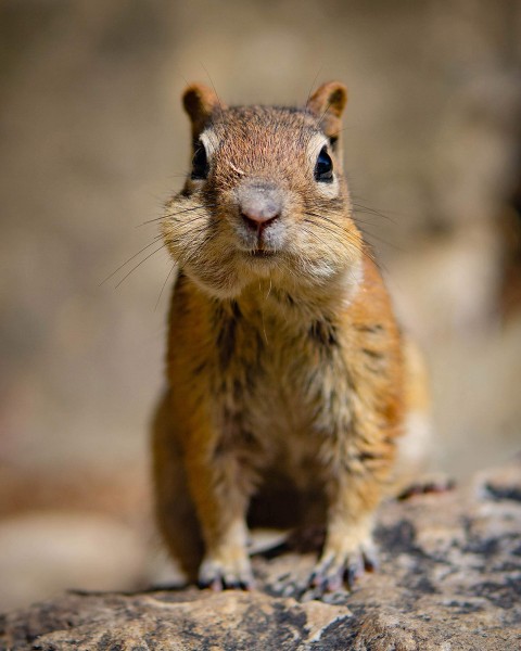 chipmunk with full cheeks, shallow depth-of-field, Happier Place nature photography tips by Mike East