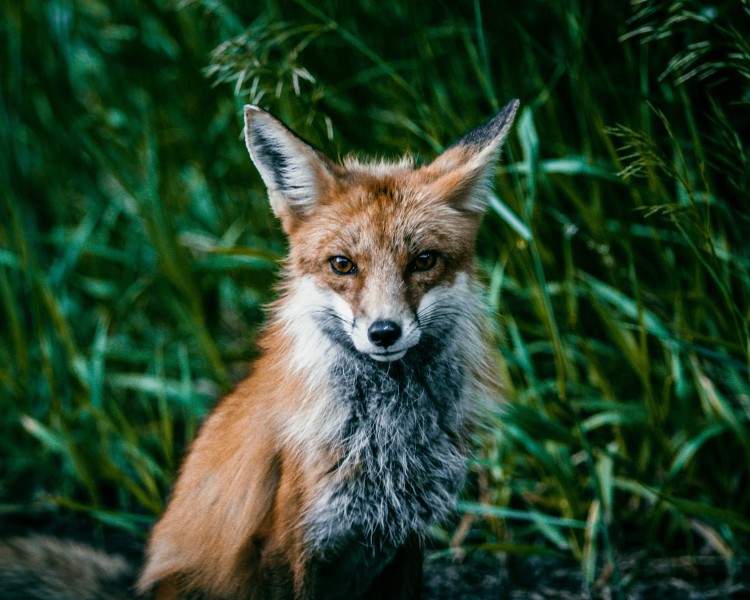 Fox in the grass, beginners Happier Place guide to wildlife photography by Mike East