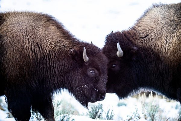 Two bison head-to-head in the snow, Yellowstone National Park, wildlife photography beginners guide, Happier Place, photo by Mike East
