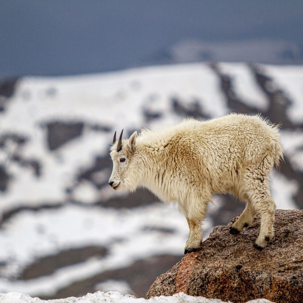 Mountain Goat on rock with snow, Mount Evans, Colorado, Mike East, getting started in wildlife photography guide, Happier Place