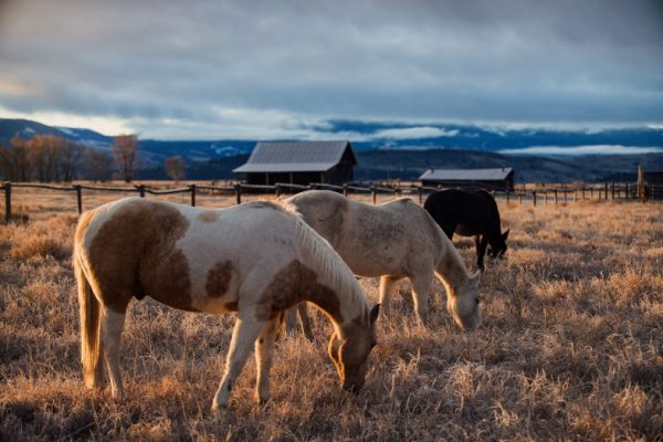 Horses, barns and mountains during Golden Hour in Wyoming, getting started in wildlife photography