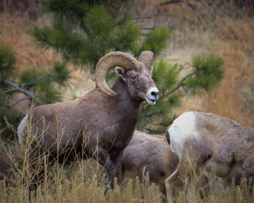 Bighorn Sheep, by Mike East, getting started in wildlife photography