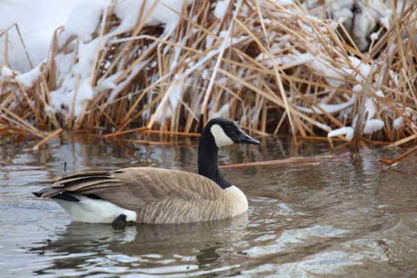 Wild goose on winter pond with snow