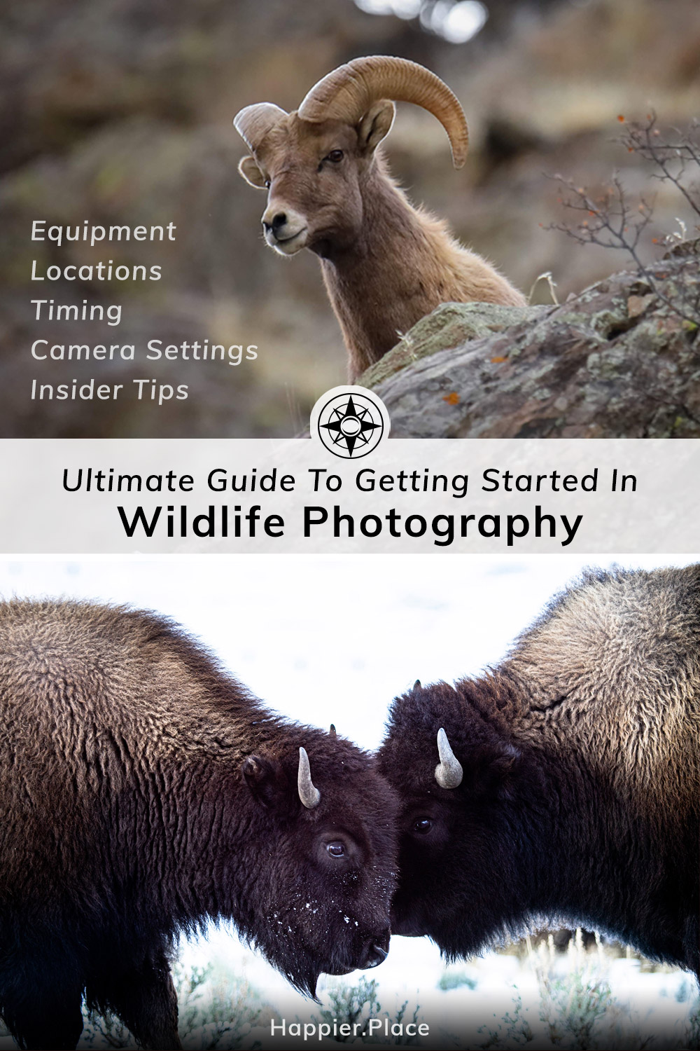 Ultimate Guide to getting started in wildlife photography, equipment, locations, timing, camera settings, insider tips, Happier Place, bison, bighorn sheep